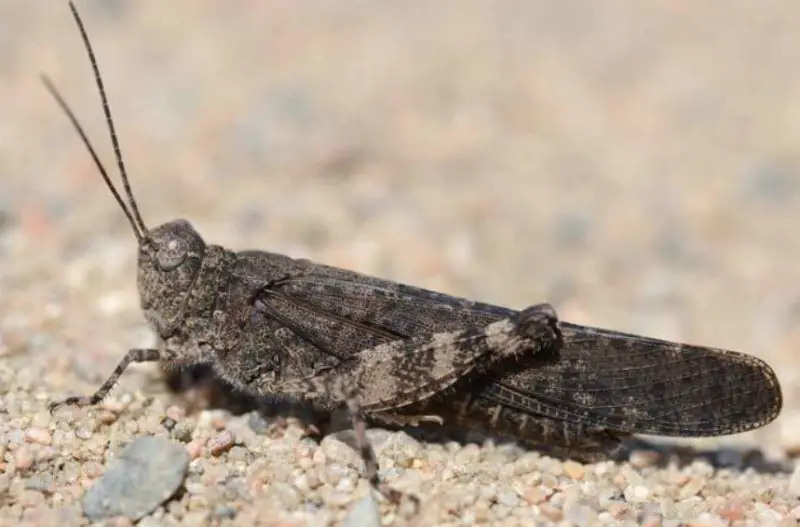 Grasshoppers in Utah