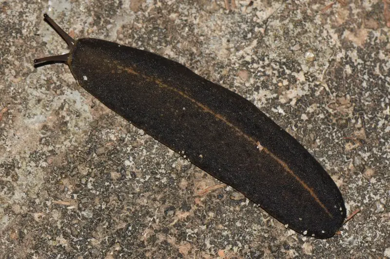Invasive Snails and Slugs in Hawaiʻi