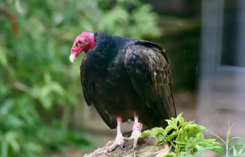 Vultures in Maryland
