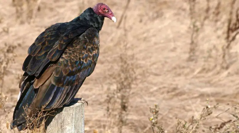 Vultures in Tennessee