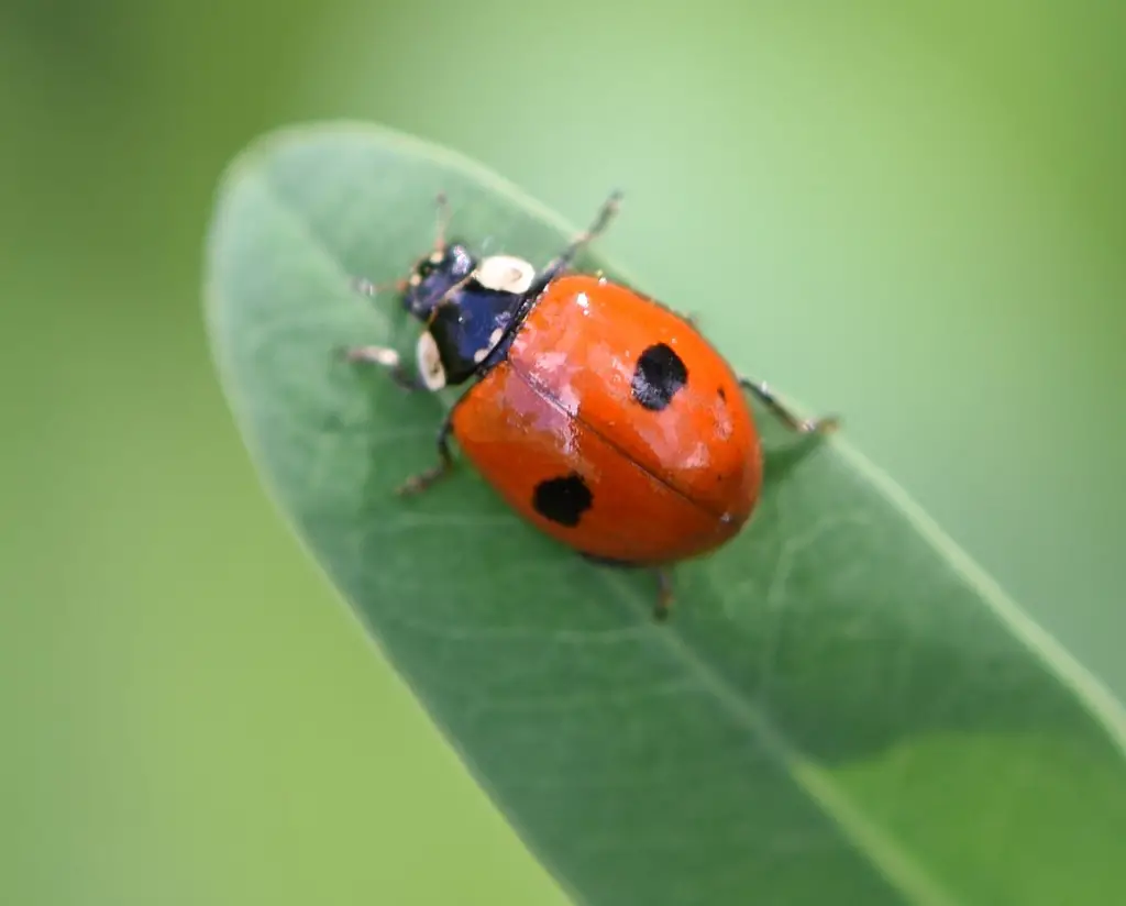 Ladybugs in California