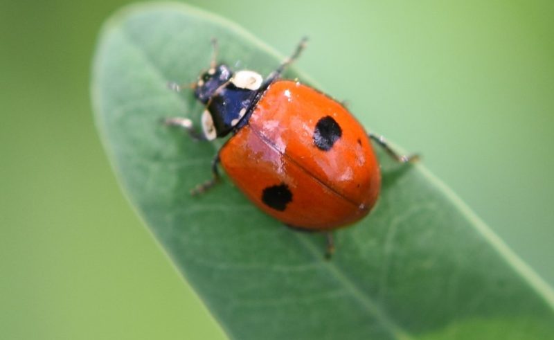 Ladybugs in Ohio