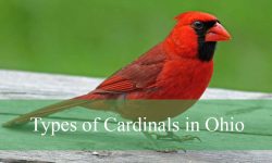2 Types of Cardinals in Ohio (With Pictures and Identification)