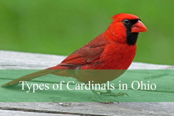 Types of Cardinals in Ohio