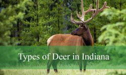 5 Types of Deer in Indiana (With Pictures and Identification)