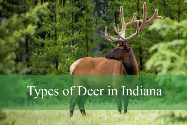 Types of Deer in Indiana