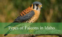 7 Types of Falcons in Idaho (With Pictures and Identification)