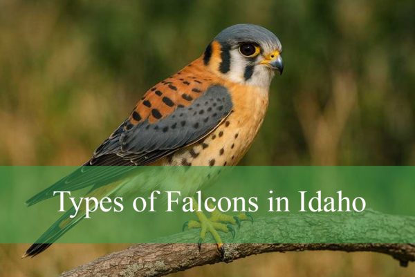 Types of Falcons in Idaho