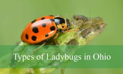 18 Types of Ladybugs in Ohio (With Pictures and Identification)