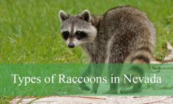 3 Types of Raccoons in Nevada (With Pictures and Identification)