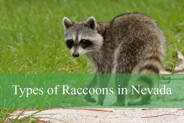 Types of Raccoons in Nevada