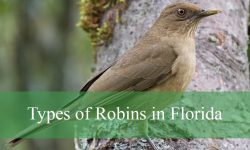 5 Types of Robins in Florida (With Pictures and Identification)