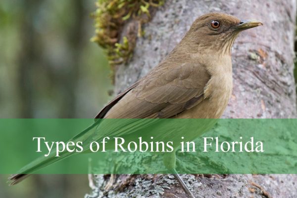 Types of Robins in Florida