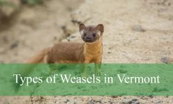 2 Types of Weasels in Vermont (With Pictures and Identification)