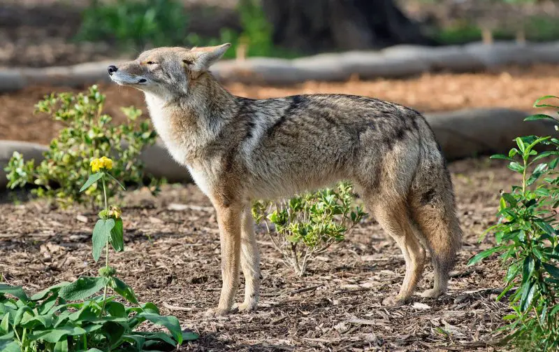 Coyotes in Montana