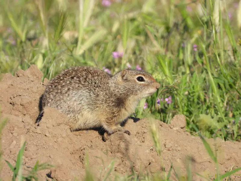 Squirrels in Idaho