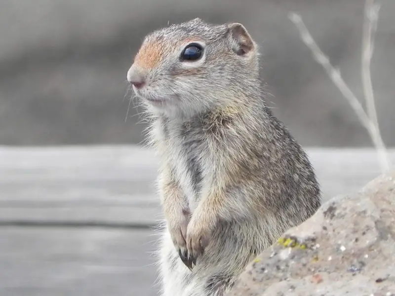Squirrels in Idaho