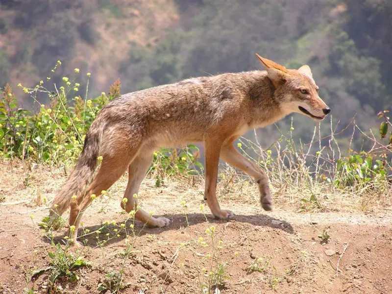 Coyotes in California