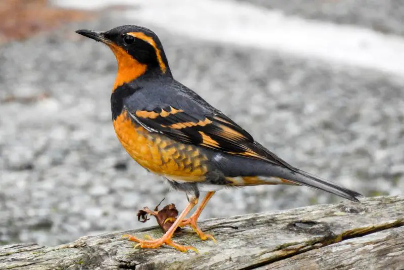 Robins in Florida