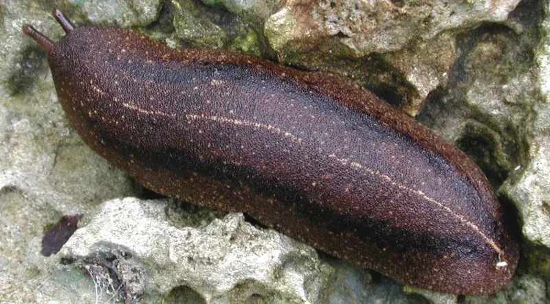 Invasive Snails and Slugs in Hawaiʻi