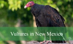 2 Types of Vultures in New Mexico (With Pictures and Identification)