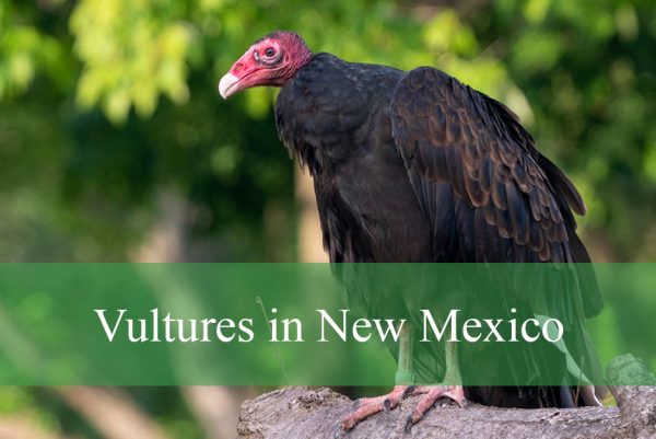 Vultures in new mexico