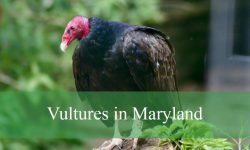 2 Types of Vultures in Maryland (With Pictures and Identification)