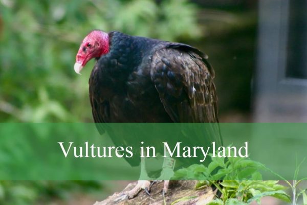 Vultures in Maryland