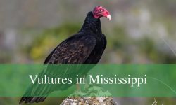 2 Types of Vultures in Mississippi (With Pictures and Identification)
