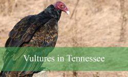 2 Types of Vultures in Tennessee (With Pictures and Identification)
