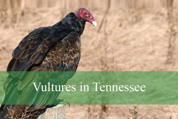 Vultures in Tennessee