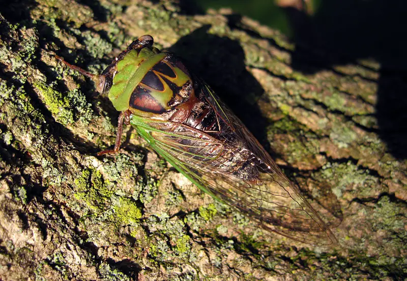 Cicadas in North Carolina