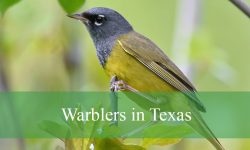 42 Types of Warblers in Texas (With Pictures and Identification)