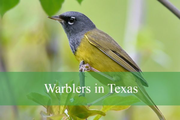 Warblers in Texas