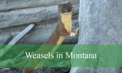 4 Types of Weasels in Montana (With Pictures and Identification)