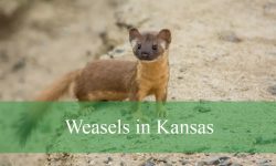 4 Types of Weasels in Kansas (With Pictures and Identification)