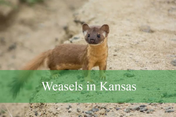 Weasels in Kansas