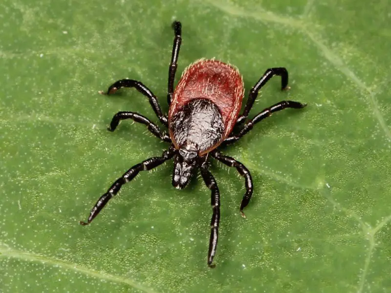 Dangerous Bugs in Oregon