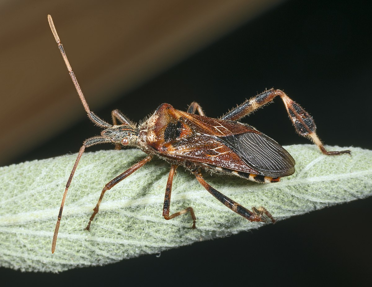 Dangerous Bugs in California