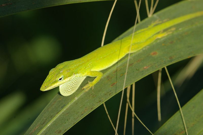 Lizards in Louisiana