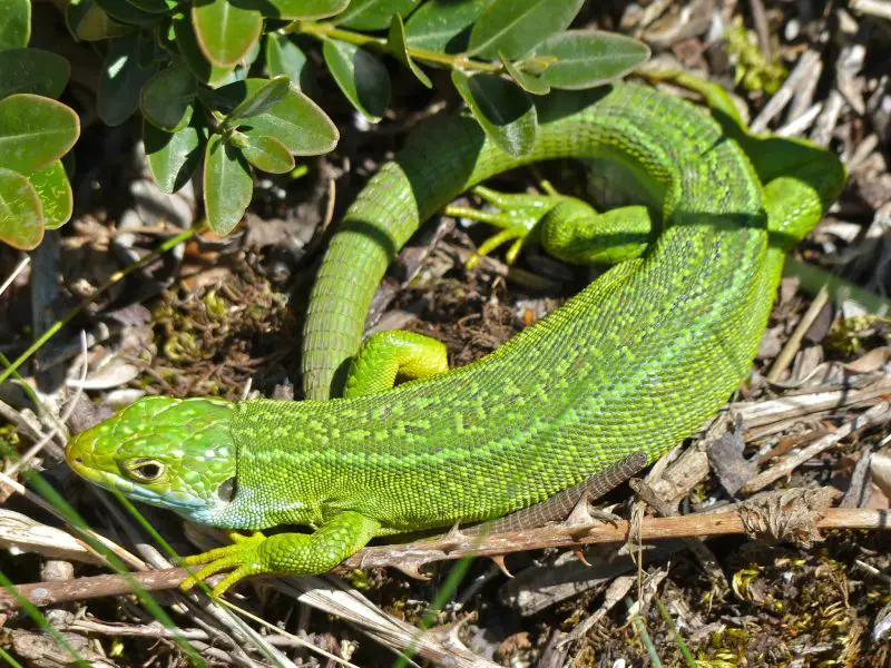 Green Lizards in Texas