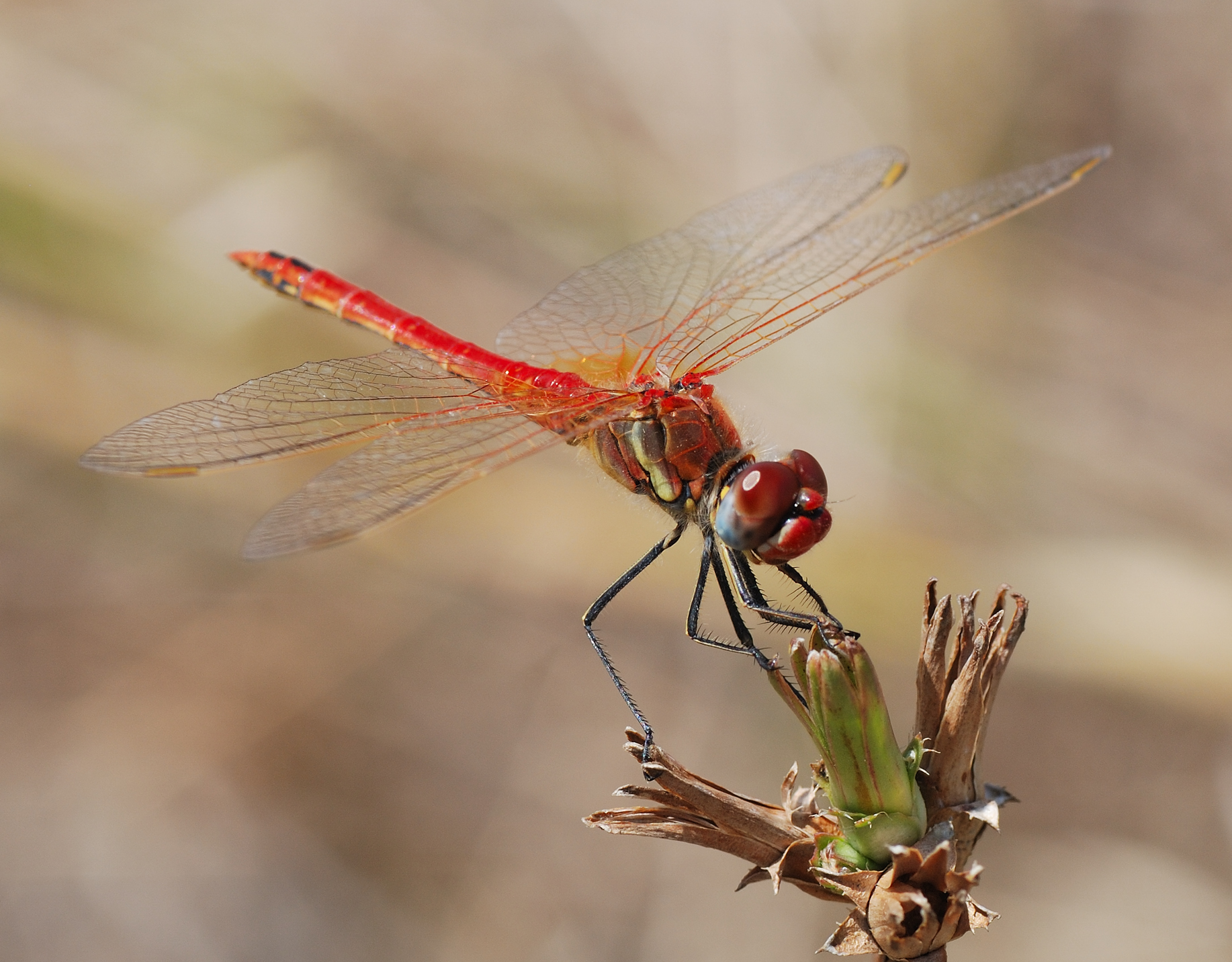 Dragonflies in California