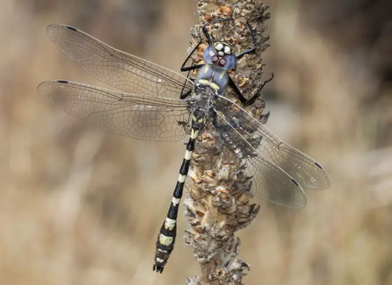 Dragonflies in California