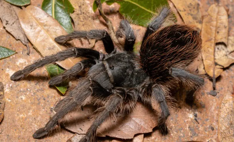 Dangerous Spiders in Colorado