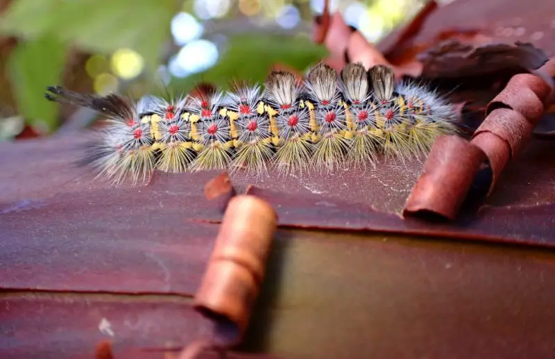 Dangerous Caterpillars in California