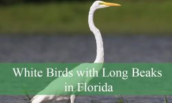 10 White Birds with Long Beaks in Florida (Pictures and ID Guide)