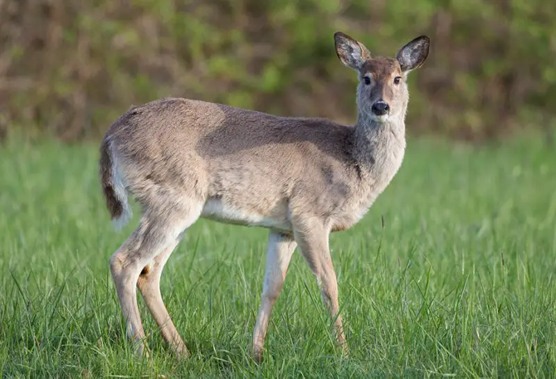 Deer in Michigan