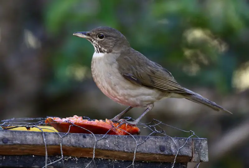 Robins in Florida
