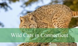 3 Types of Wild Cats in Connecticut (Pictures and Identification)