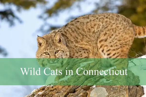 Wild Cats in Connecticut